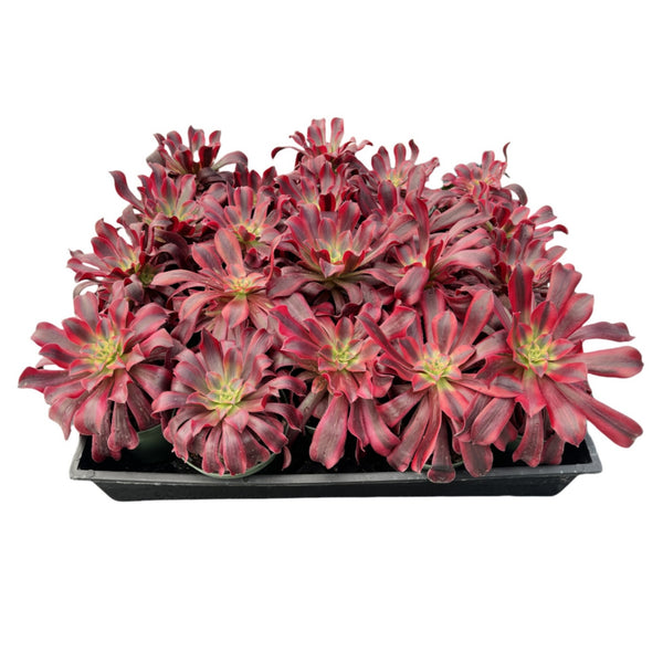 Aeonium 'Medusa' Bulk 20 Tray - 4in Pot