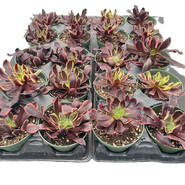 Aeonium 'Superbang' Bulk 20 Tray - 4in Pot