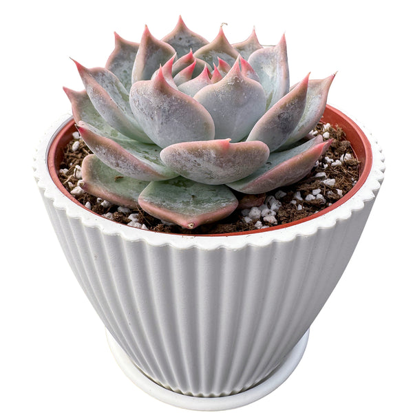 Echeveria 'PikaChu' (4 inch)