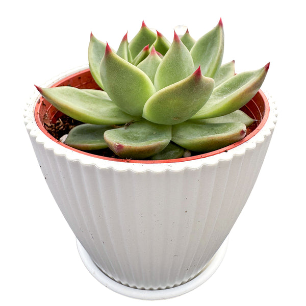 Echeveria Agavoides 'Blue Dragon' (4 inch)