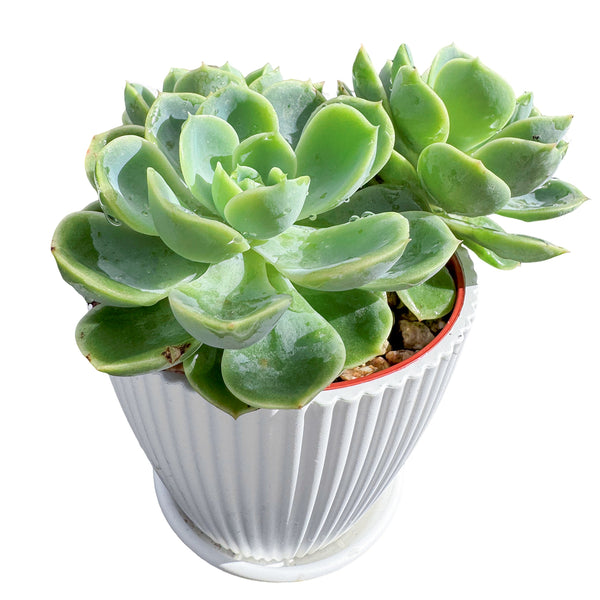 Echeveria Honey Melon (4 inch)