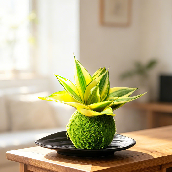 kokedama sansevieria 4" Sansevieria 'Golden Hahnii' Kokedama with Plate
