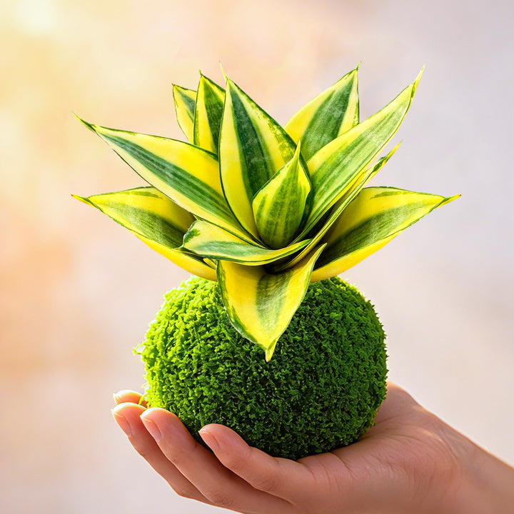 kokedama sansevieria 4" Sansevieria 'Golden Hahnii' Kokedama with Plate – Thenextgardener