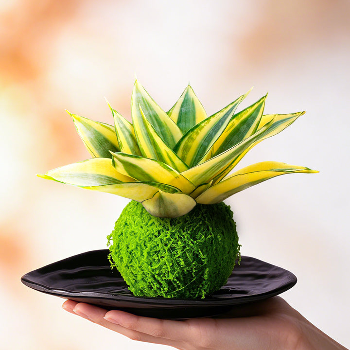 sansevieria koko 4" Sansevieria 'Golden Hahnii' Kokedama with Plate – Thenextgardener