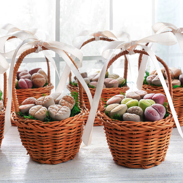 Cute Lithops Succulent Party Favors, Multi Styles For Choose (Tag Custom Supported)