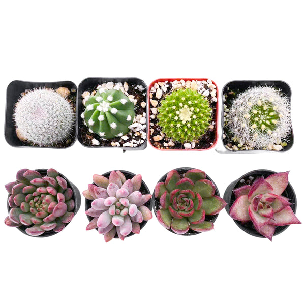 4 Cactus + 4 Echeveria Succulents (2", Random Varieties)