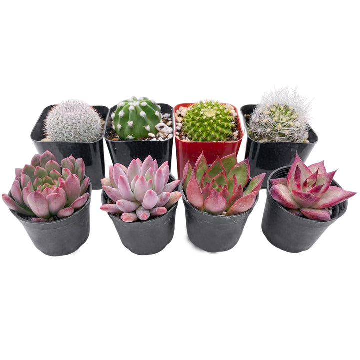 4mula succulents 4 Cactus + 4 Echeveria Succulents (2", Random Varieties)