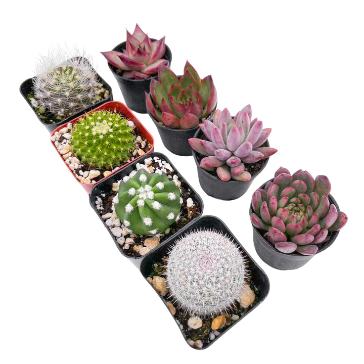 4 succulent plants 4 Cactus + 4 Echeveria Succulents (2", Random Varieties)