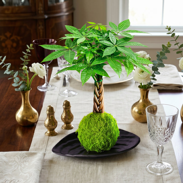money tree ideas 4" Money Tree Plant Kokedama with Plate – Thenextgardener