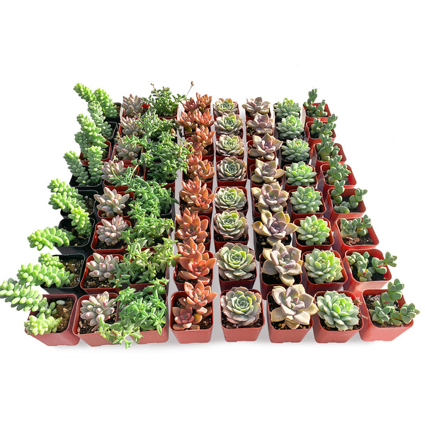64 Assorted Succulents