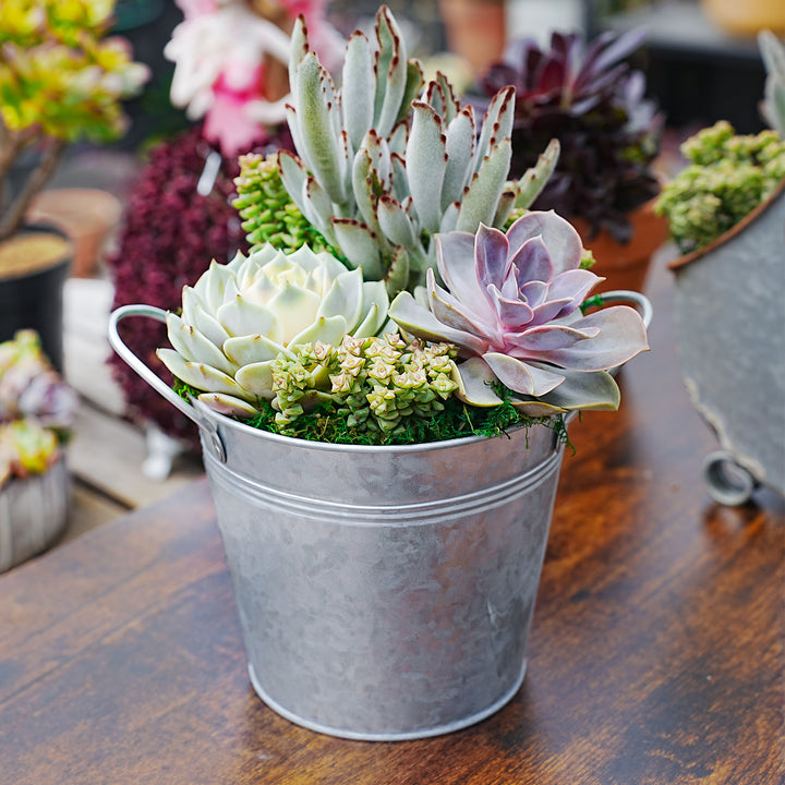 decorative succulent arrangements 6" Succulent Centerpiece Table Decor