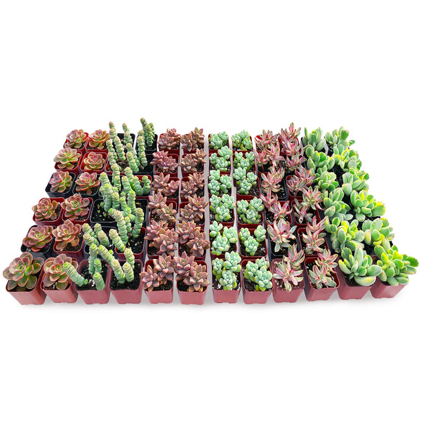 72 Assorted Succulents (6 Varieties)