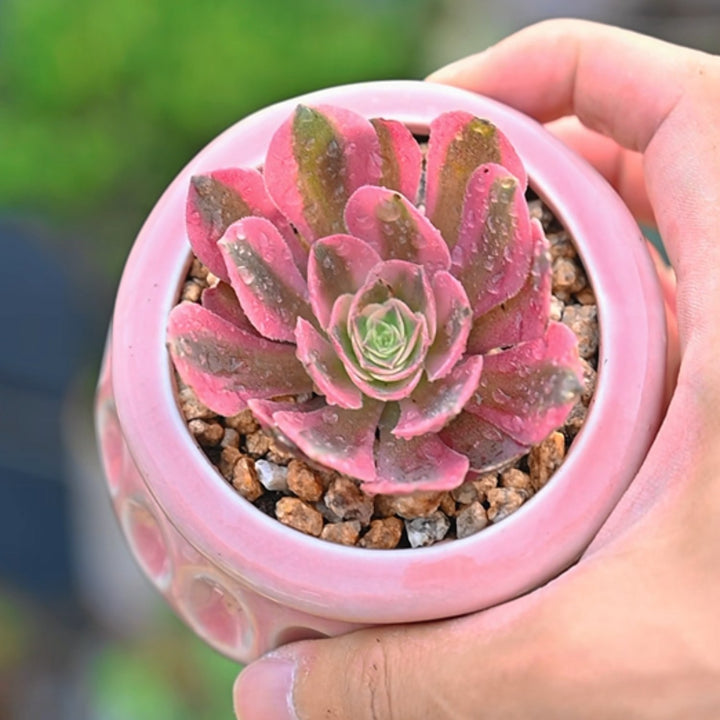 pink witch succulent near me Aeonium 'Pink Witch'