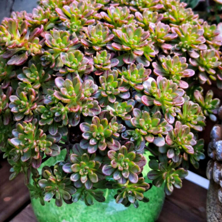 Aeonium Sedifolium/ Dwarf Aeonium (4 inch) – Thenextgardener