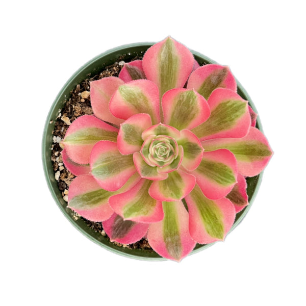 Aeonium 'Pink Witch' (4 inch)