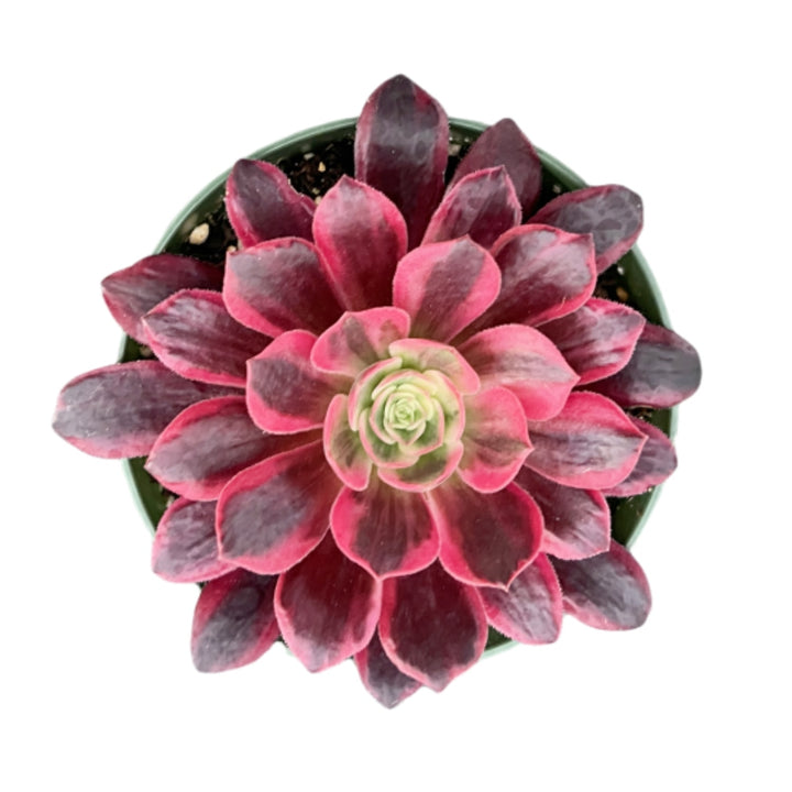 Aeonium 'White Wedding Dress' (4 inch)| THE NEXT GARDENER 2 Plants / Nursery pot Aeonium 'White Wedding Dress' (4 inch)| THE NEXT GARDENER 2 Plants / Nursery pot