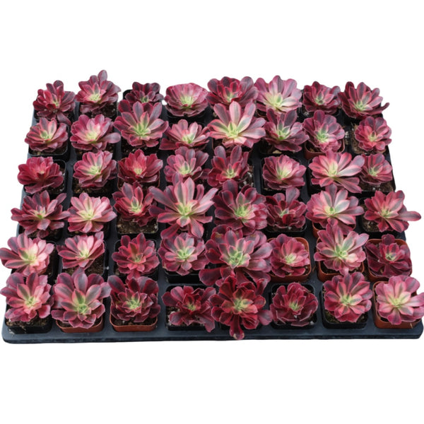 Aeonium 'Medusa' Bulk 54 Tray - 2in Pot