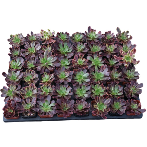 Aeonium 'Superbang' Bulk 54 Tray - 2in Pot