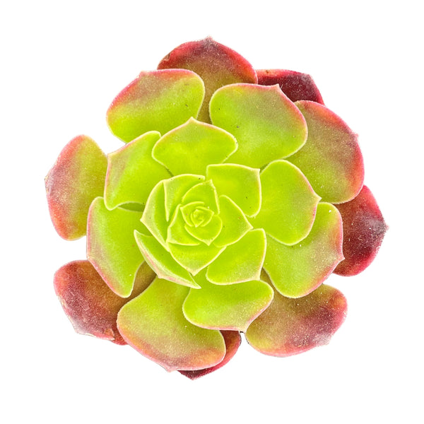 Aeonium 'Superbang'