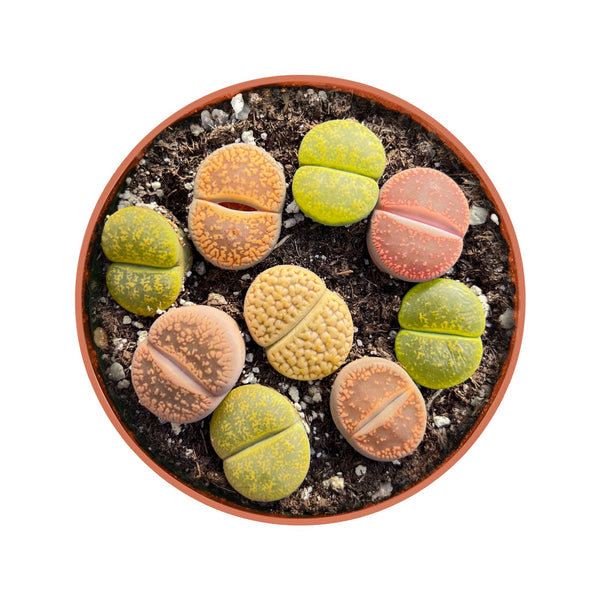 Repot Lithops Succulents Repotting for Beginners: How to Repot Succulents? | THE NEXT ...