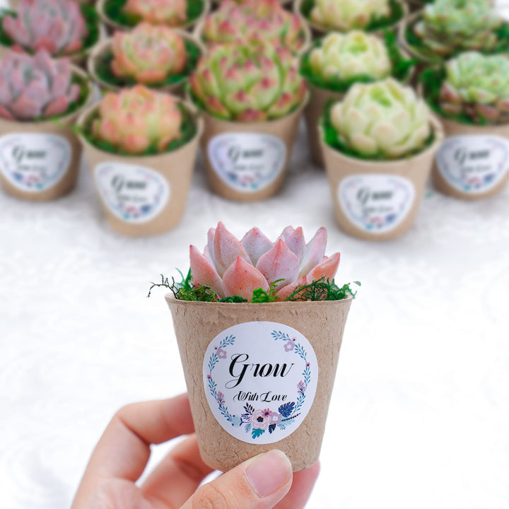 succulent paper plates Classic Delicate Paper Cup Succulent Favors