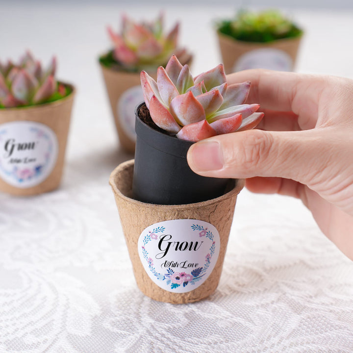 Put-a-succulent-into-the-Classic-Delicate-Paper-Cup.