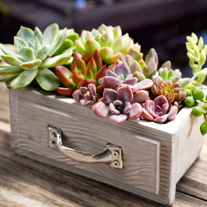 A-Concrete-Drawer-Succulent-Planter-is-on-the-table.