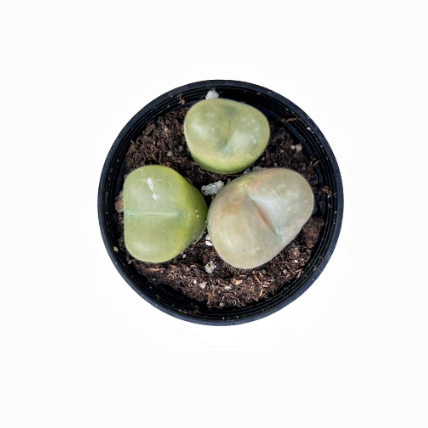 Conophytum Maughanii – Thenextgardener
