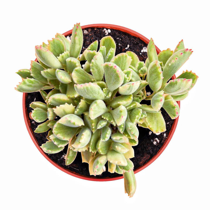 Cotyledon-Tomentosa-Variegated-4inch