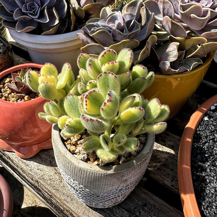 bear paw succulent variegated Cotyledon Tomentosa Variegated (4 inch)