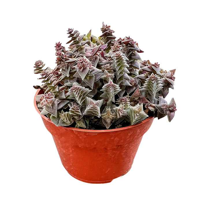 shark tooth succulent propagation Crassula Corymbulosa/Shark's Tooth (4 inch)