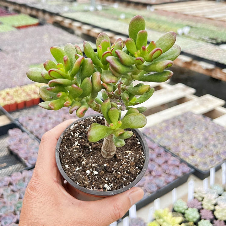 hobbit succulent propagation Crassula Ovata Hobbit (4 inch)