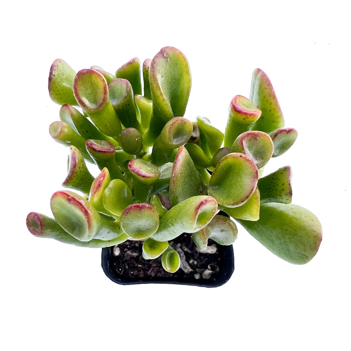 succulent that looks like shrek's ears Crassula Shrek's Ear 6-8"