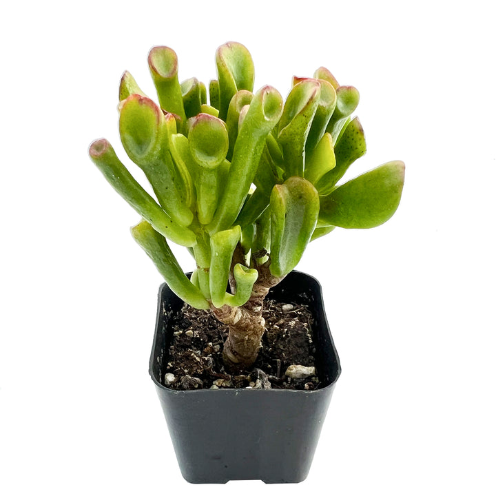 shrek ear succulent propagation Crassula Shrek's Ear – Thenextgardener