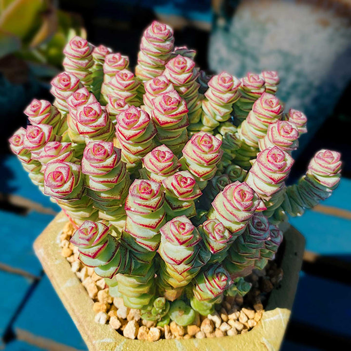 crassula baby necklace succulent Crassula 'Baby's Necklace' (4 inch)