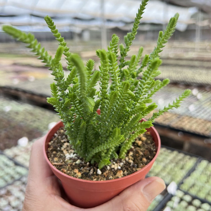 crassula muscosa succulent Crassula muscosa / Watch Chian (4 inch)