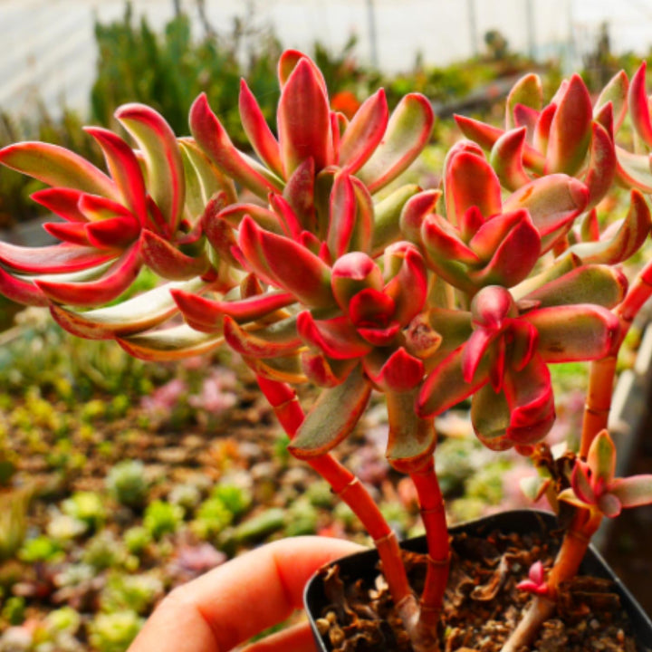 candy cane succulent planet desert Crassula rubricaulis 'Candy Cane'
