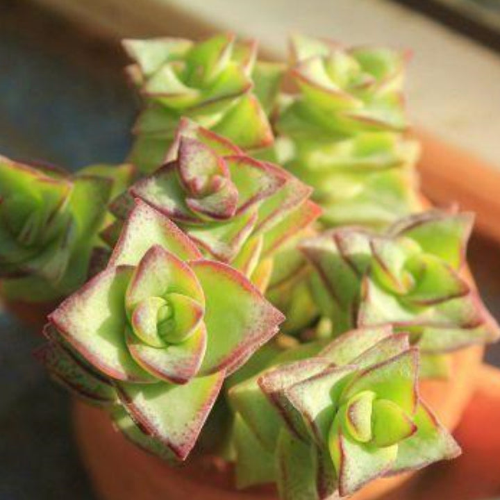 perforata succulent Crassula Perforata Subsp. Perforata 5 Plants