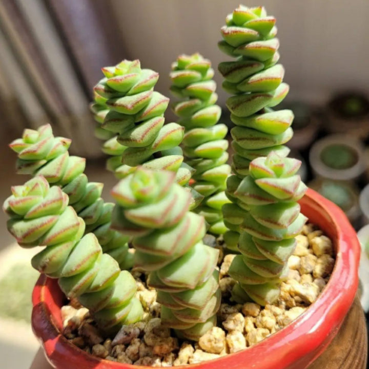 jade necklace succulent Crassula 'Baby's Necklace' (4 inch)
