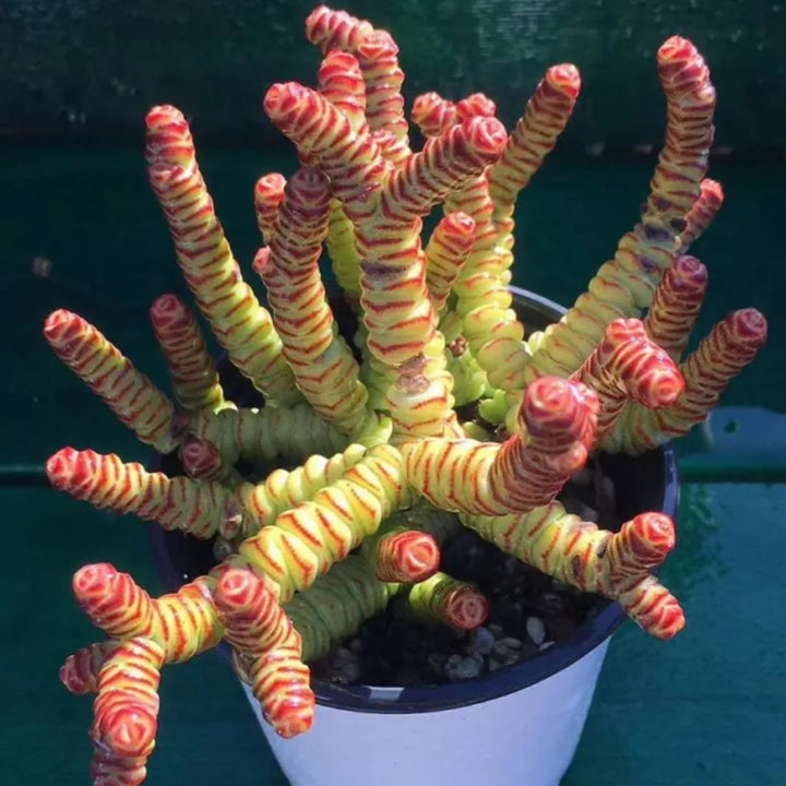 baby necklace succulent propagation Crassula 'Baby's Necklace' (4 inch)