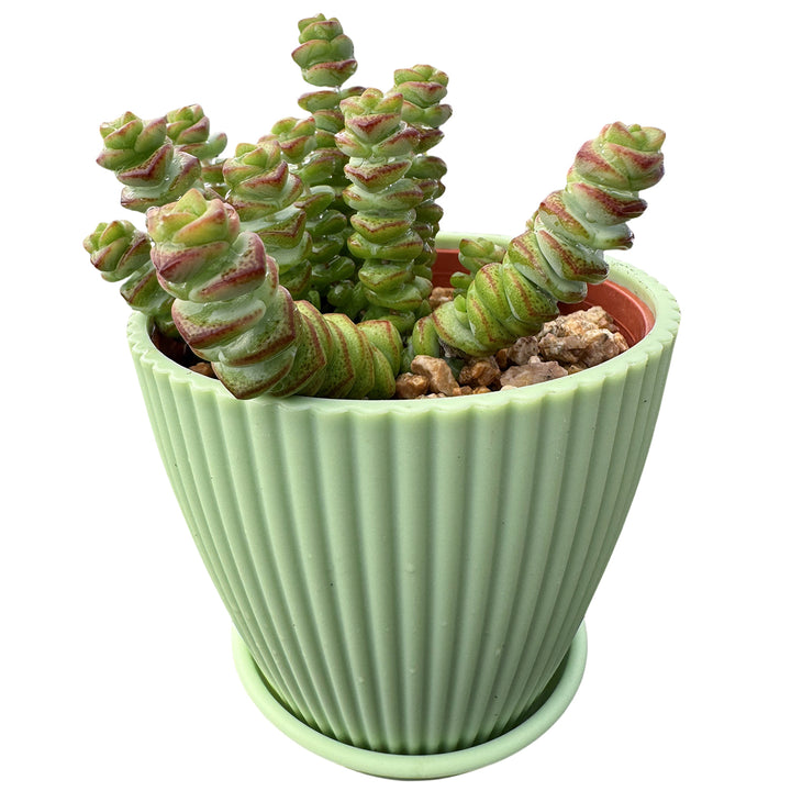 baby's necklace succulent Crassula 'Baby's Necklace' (4 inch)
