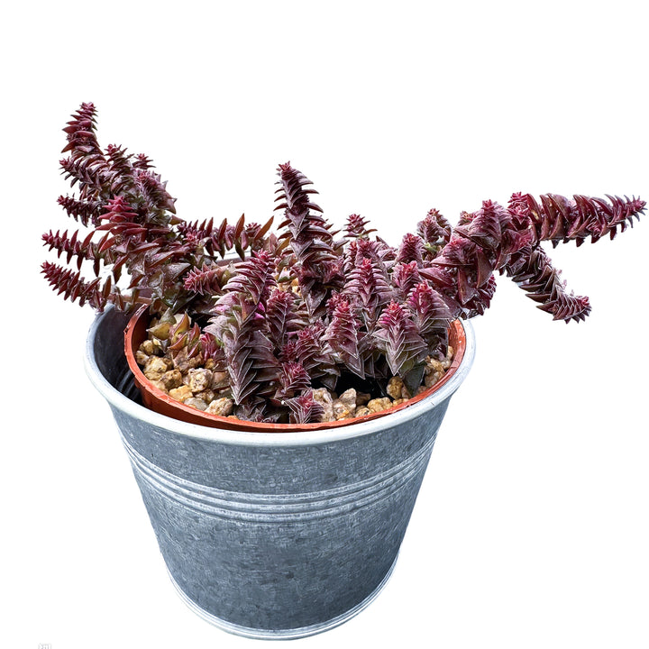shark tooth succulent Crassula Corymbulosa/Shark's Tooth (4 inch)