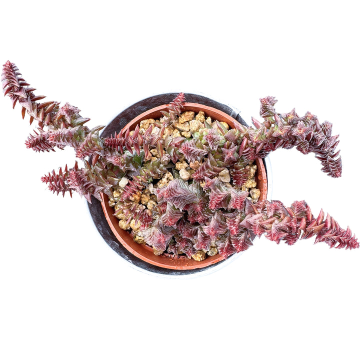shark tooth succulent care Crassula Corymbulosa/Shark's Tooth (4 inch)