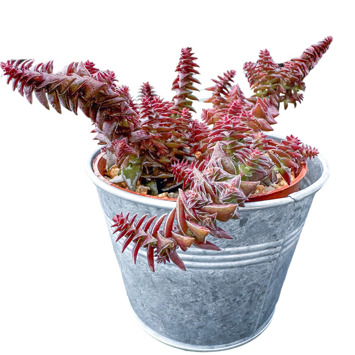 shark tooth succulent care Crassula Corymbulosa/Shark's Tooth (4 inch)