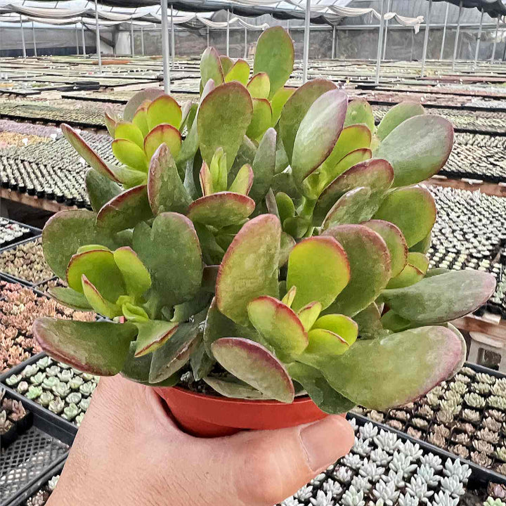 crosby red jade plant Crassula Ovata Crosby’s Compact/Dwarf Jade Plant (4 inch)