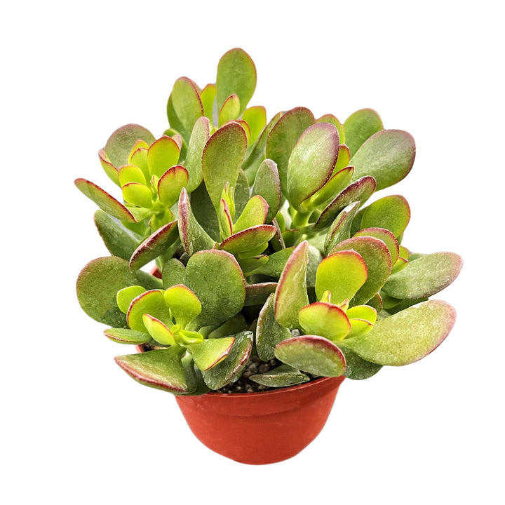 jade crosby plant Crassula Ovata Crosby’s Compact/Dwarf Jade Plant (4 inch)