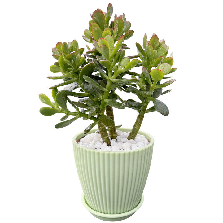 striped jade plant Crassula Ovata Crosby’s Compact/Dwarf Jade Plant (4 inch)