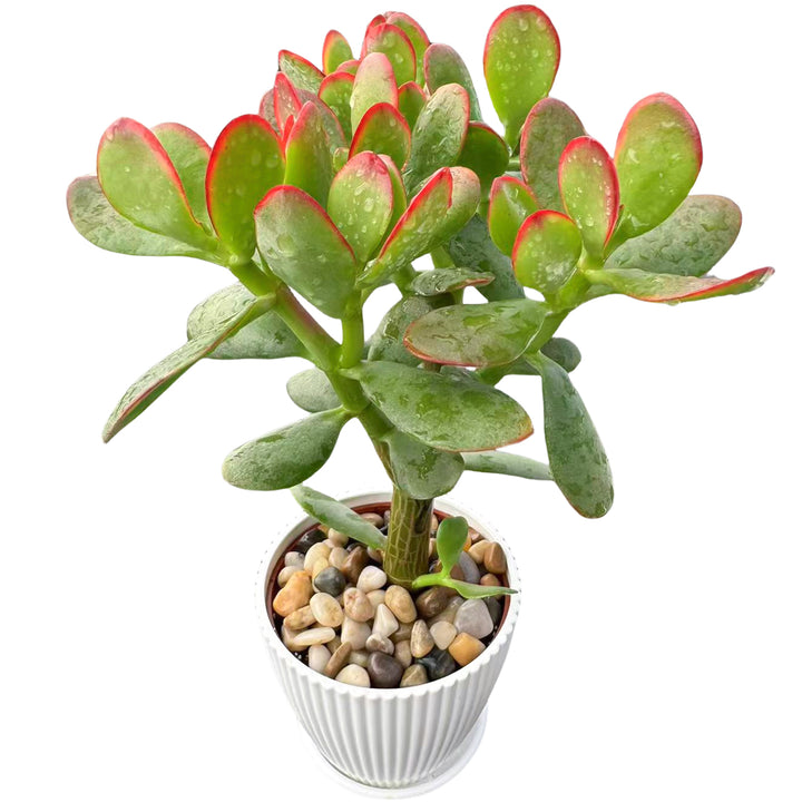 crassula ovata hummel's sunset jade plant Crassula Ovata 'Hummel Sunset' (4 inch) 10 Plants / Vintage Pot