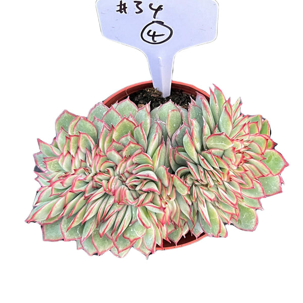 Crested Echeveria Moon Gad varnish #4 (4 inch) (Limited)
