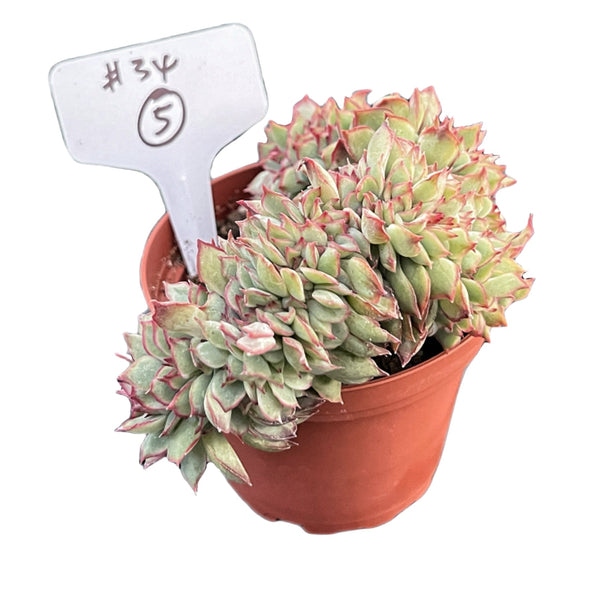 Crested Echeveria Moon Gad varnish #5 (4 inch) (Limited)